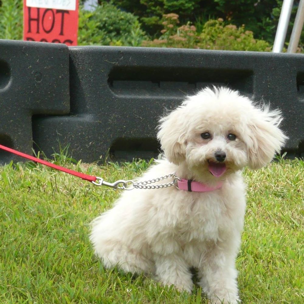 Meet your Posher, Nancy